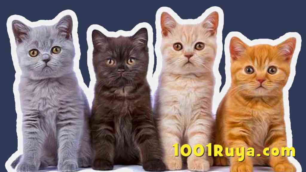 Rüyada Kedi Görmek, Yavru Kedi Gormek, Beyaz Kedi
