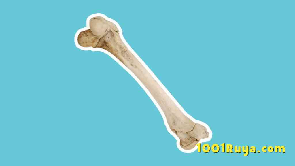 ruyada kemik gormek kemikli cig et