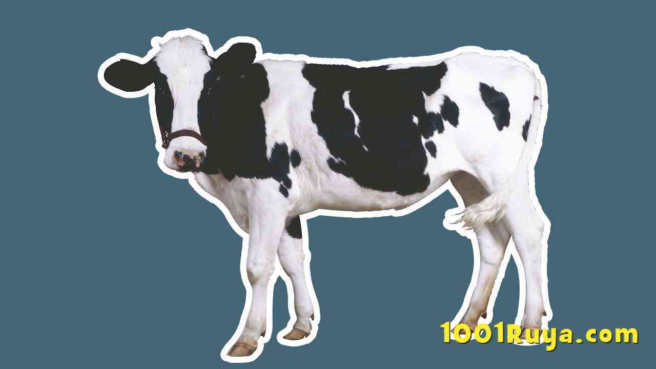 Rüyada İnek Görmek, Siyah İnek Sağmak, İnek Sürüsü Almak