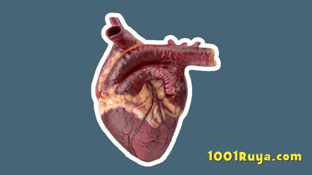 1001ruya Com Sayfa 2 6 Ruyalarin Islami Ve Psikolojik Anlami