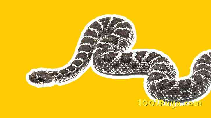 Rüyada Yılan Görmek Rüyada Yılan Görmek